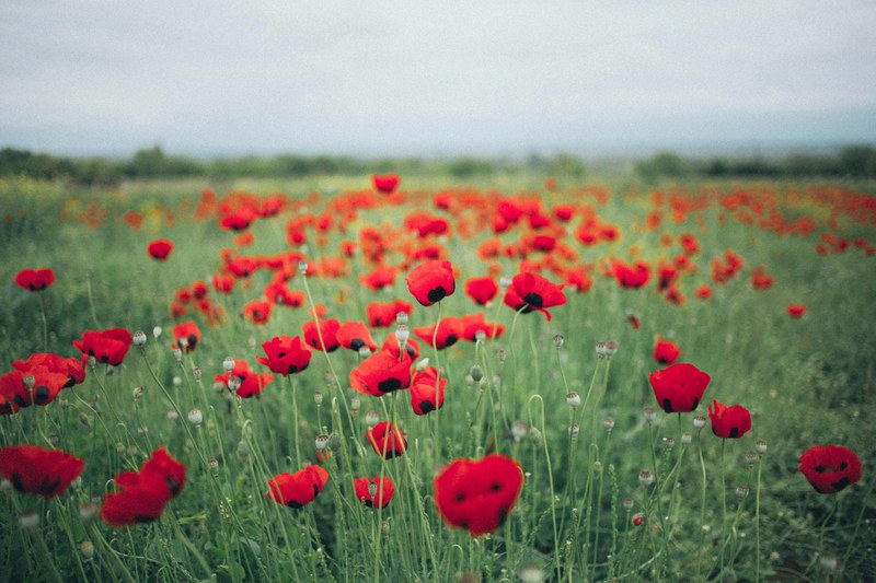 25 aprile, le celebrazioni per gli 80 anni della Liberazione
