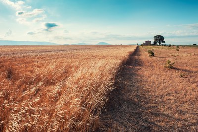 Agricoltura