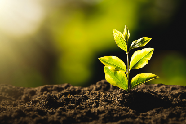 È online il bando per il servizio civile universale su progetti per attività ambientali e agricoltura